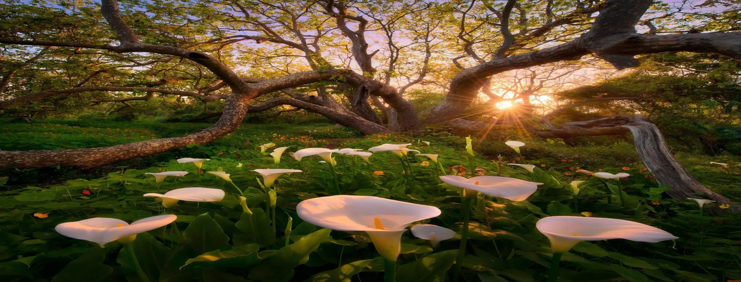 Image for Beautiful Nature